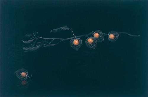 image of JPr-2002027